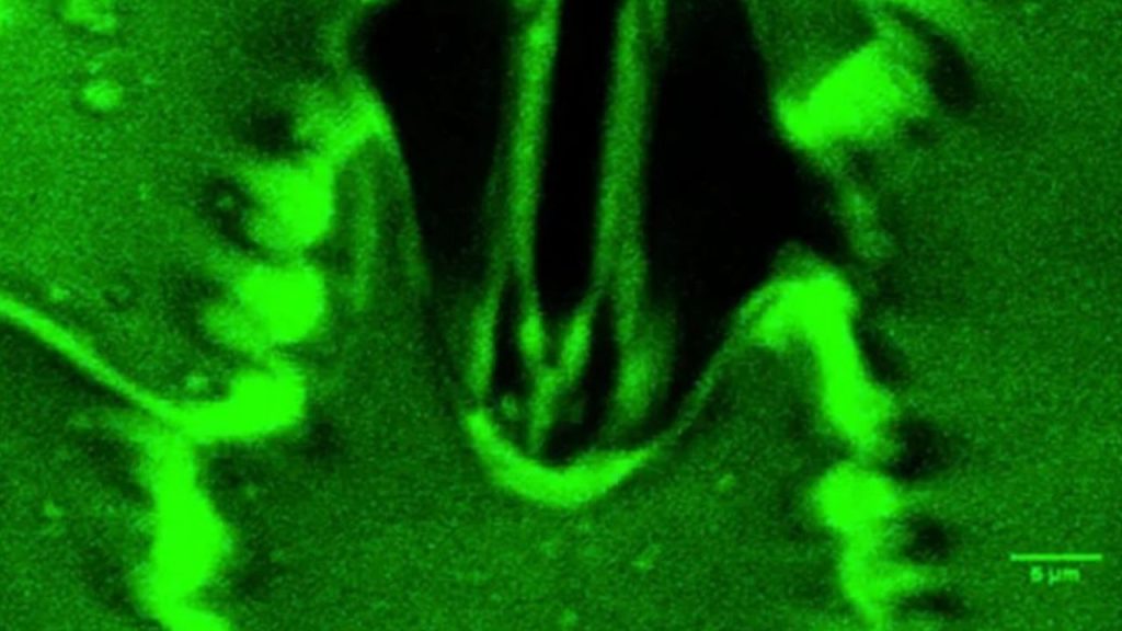 Scientists see plants ‘breathing’ live for the first time Plants breathe