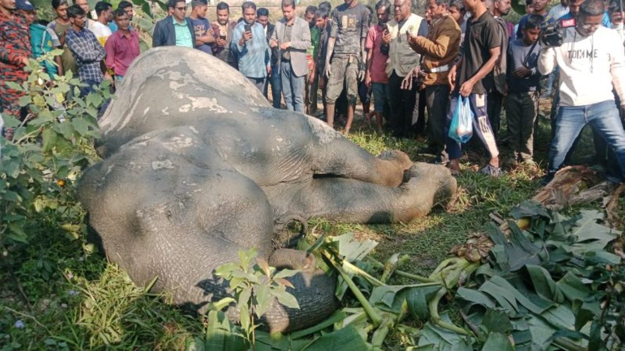 Injured pet elephant rescued in Sylhet dies 