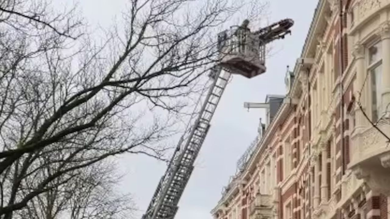 Dutch crane rescue leaves Indian woman in awe