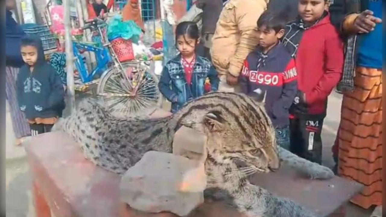 Fishing cat killed by speeding bus in Meherpur