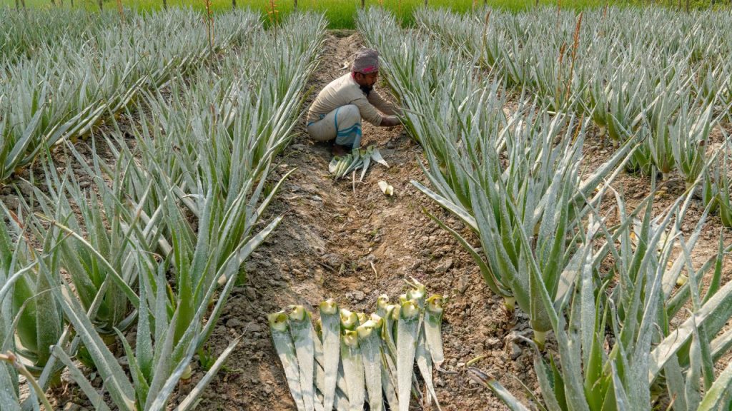 Aloe Vera as a high-value crop in the North