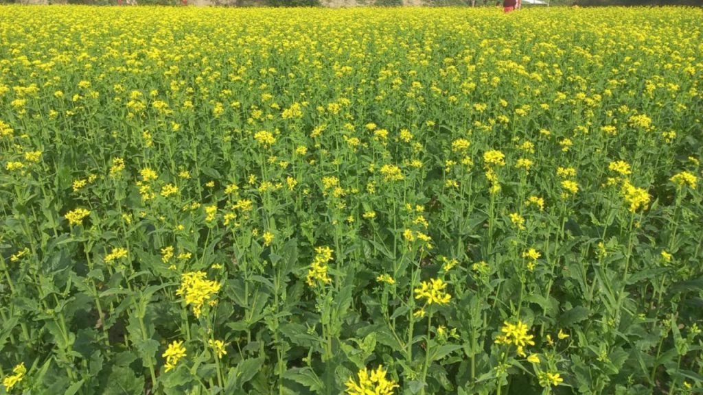Brahmanbaria brimming with yellow mustard fields
