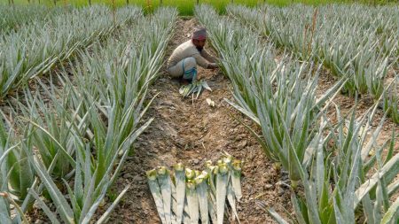Aloe Vera as a high-value crop in the North