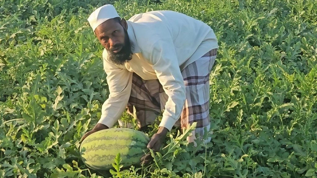 Early watermelon harvest brings smiles to farmers in Teknaf