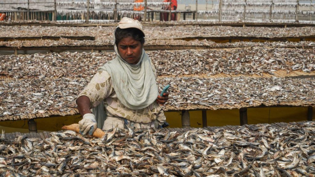 Nazirartek dry fish hub
