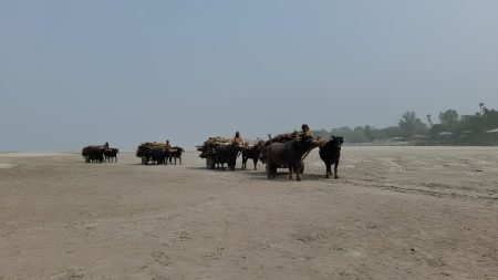 buffalo carts