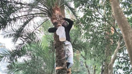 Sonagazi date palm sap