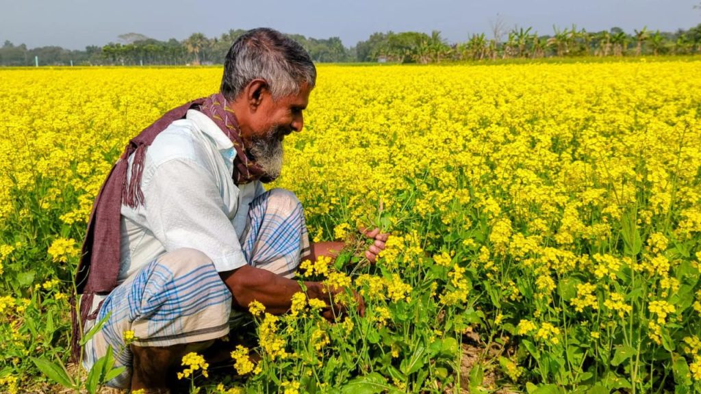 Rajbari Mustard