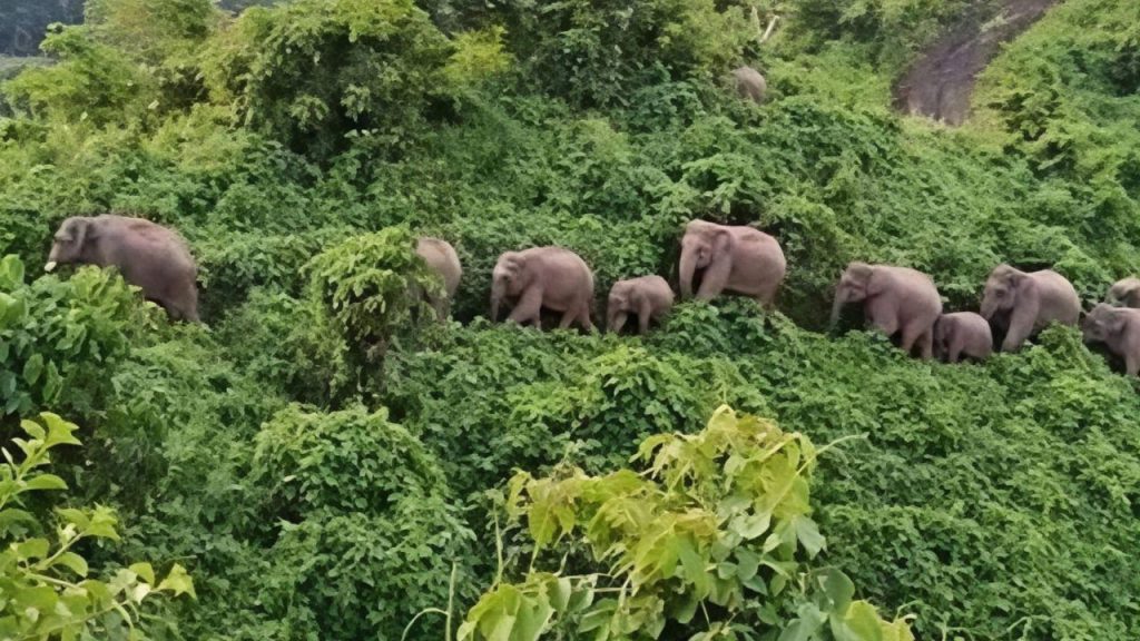 Starving elephants devastate crops, homes in Lama Bandarban travel ban
