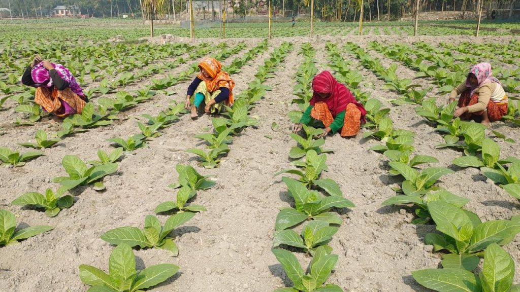 Tobacco takes over Lalmonirhat farming Tobacco