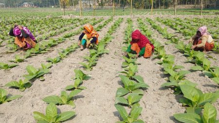 Tobacco
