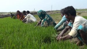 Squeezed by inflation, betrayed by prices: Bumper crops no longer pay off for farmers Bumper crops