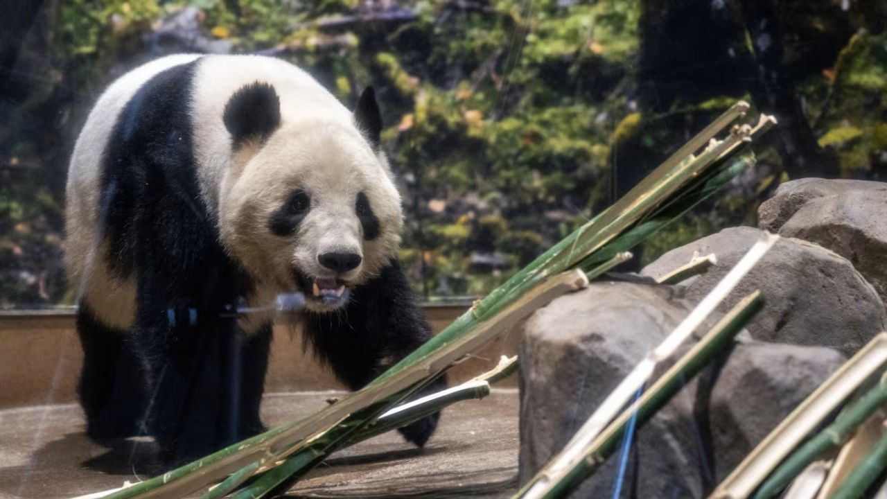 Japan’s last two pandas return to China