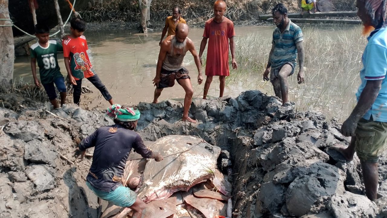 22 held with 410kg banned Shapla Pata fish in Sundarbans