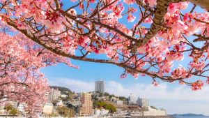 Cherry blossoms Japan