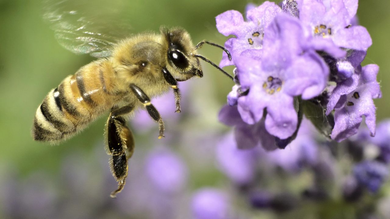 Honey farming sweetens fortunes for youth in Madaripur