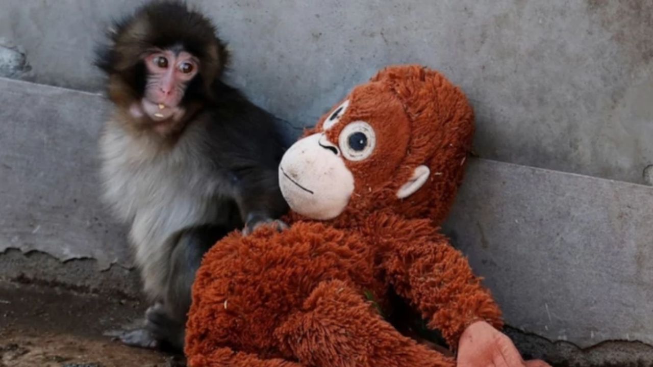 Viral baby monkey ‘Punch’ finds mama in a plushie