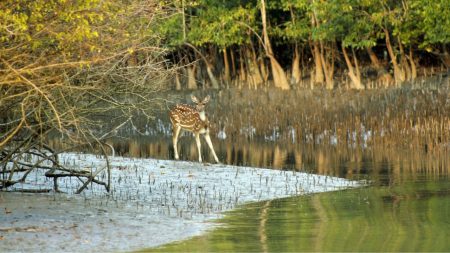 377 arrested in Sundarbans crackdown Sundarbans