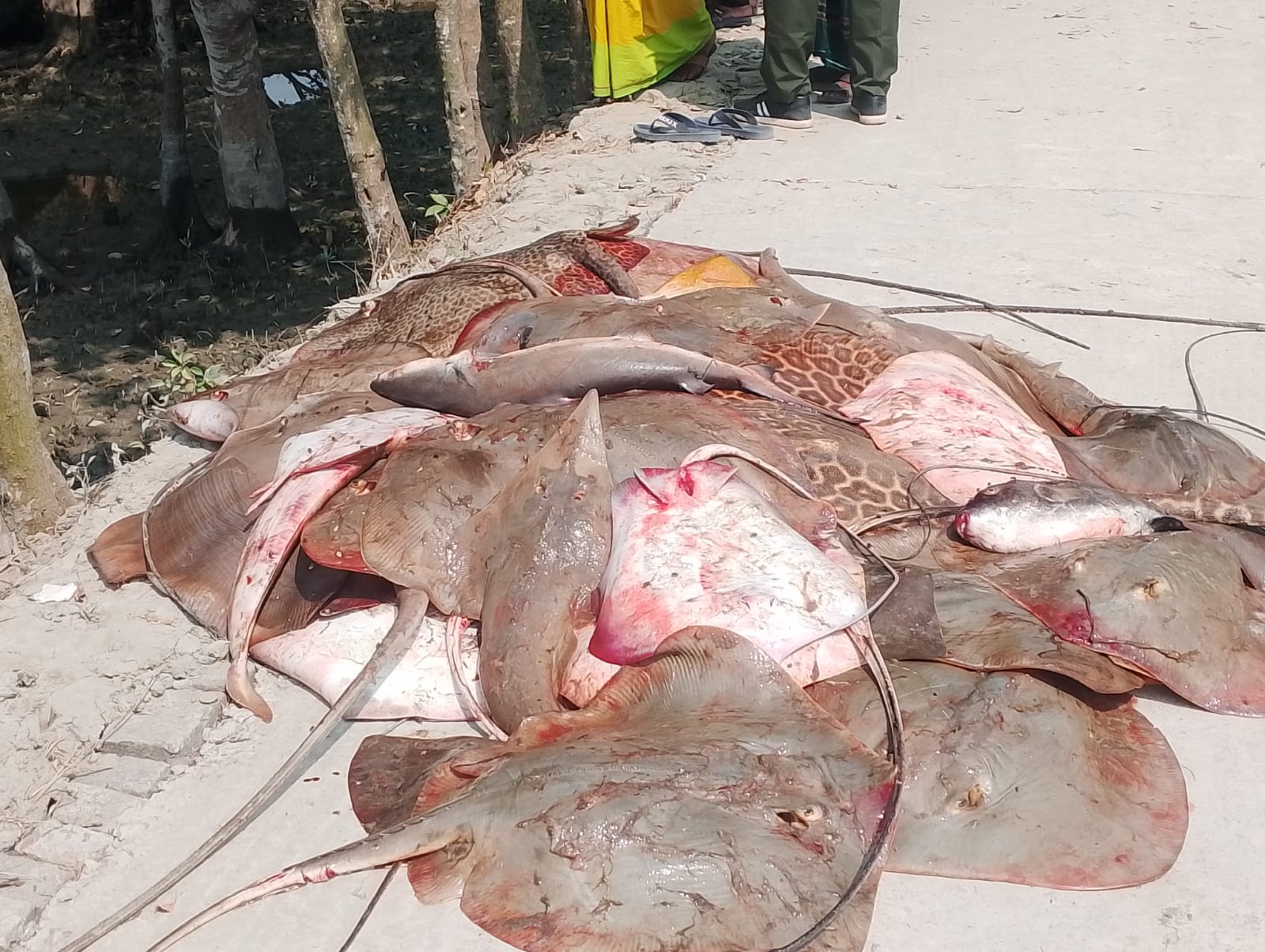 held with Shapla Pata fish