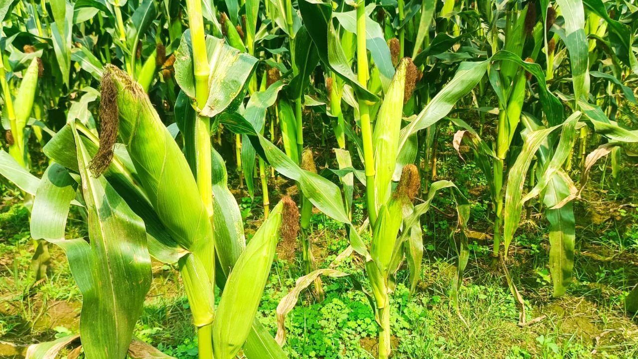 Chuadanga eyes Tk 1,665cr maize harvest