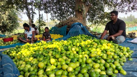 Lemon prices surged
