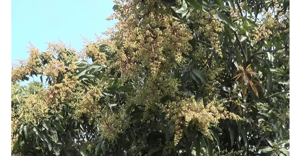 mango tree