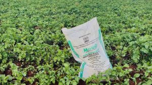 fertilizer crisis