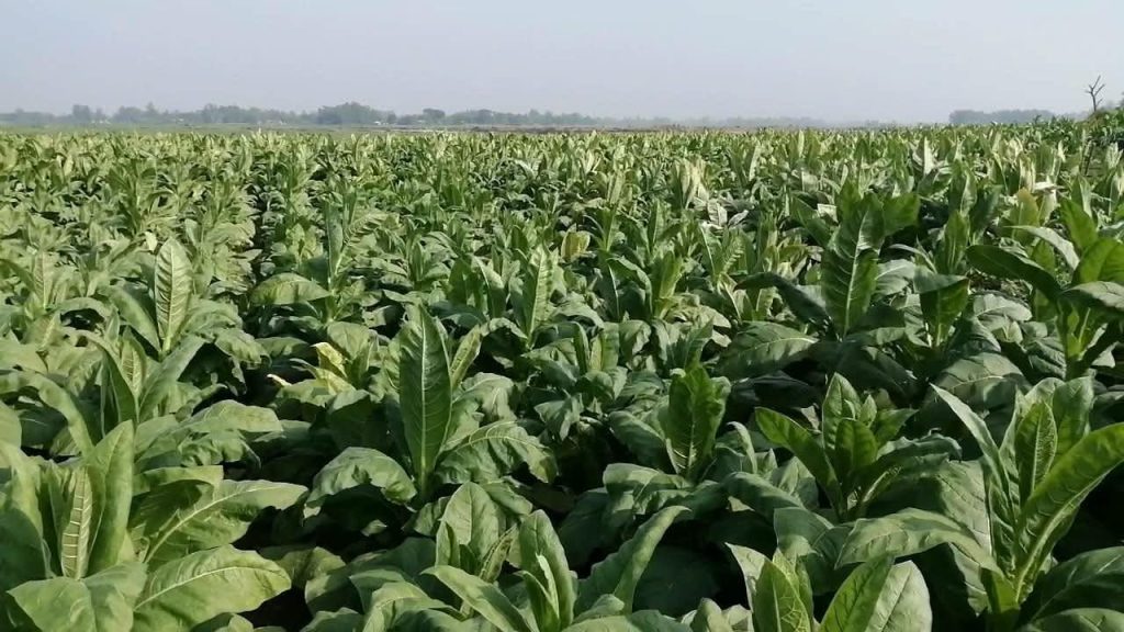 Manikganj tobacco cultivation
