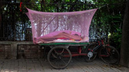 Mosquito menace outpaces city action Mosquito