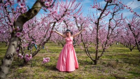 Northern Greece’s peach orchards burst into stunning pink bloom Northern Greece’s peach orchards