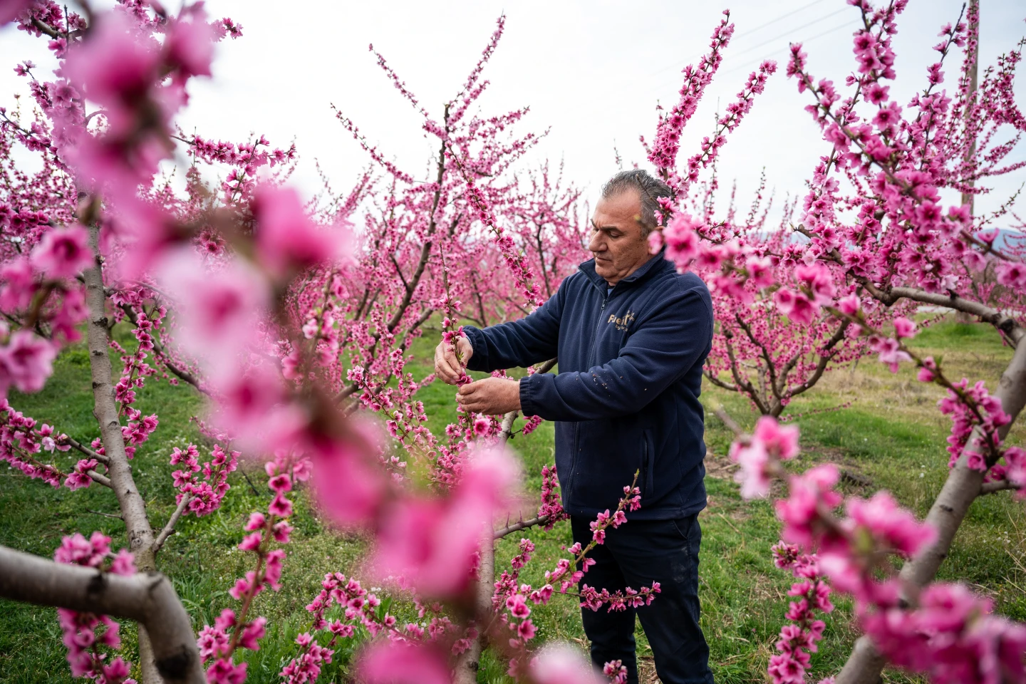 Northern Greece’s peach orchards