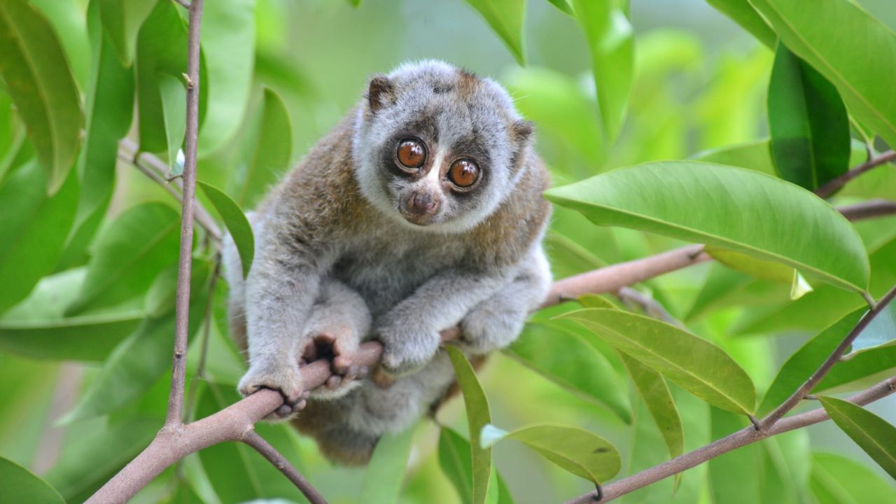 Slow loris released into Lama forest in Bandarban
