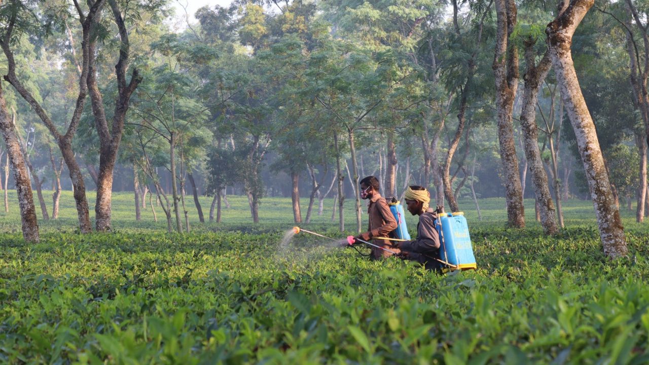 Tea workers: Lowest level of livelihood