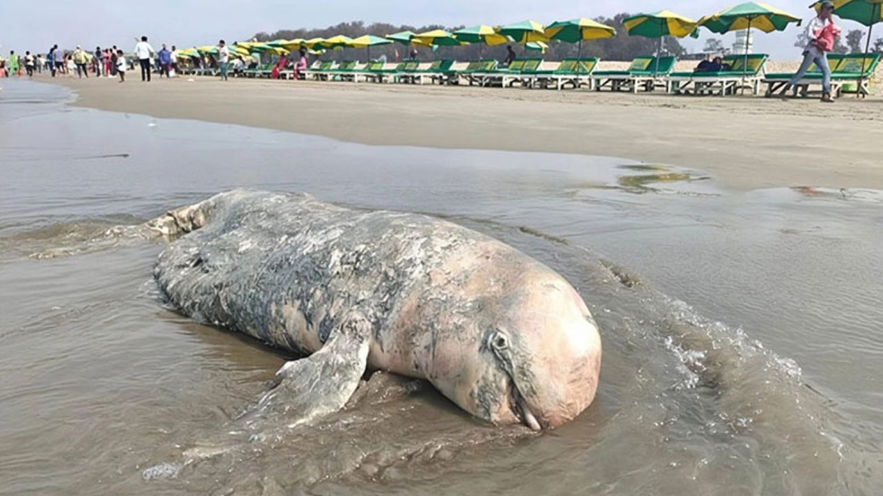 Dead dolphin washes up at Cox’s Bazar beach