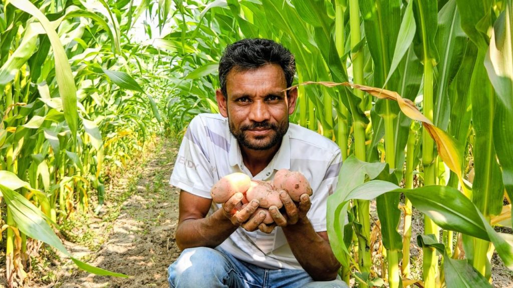 Four Crops a Year/Panchagarh farmers double up on potato and maize