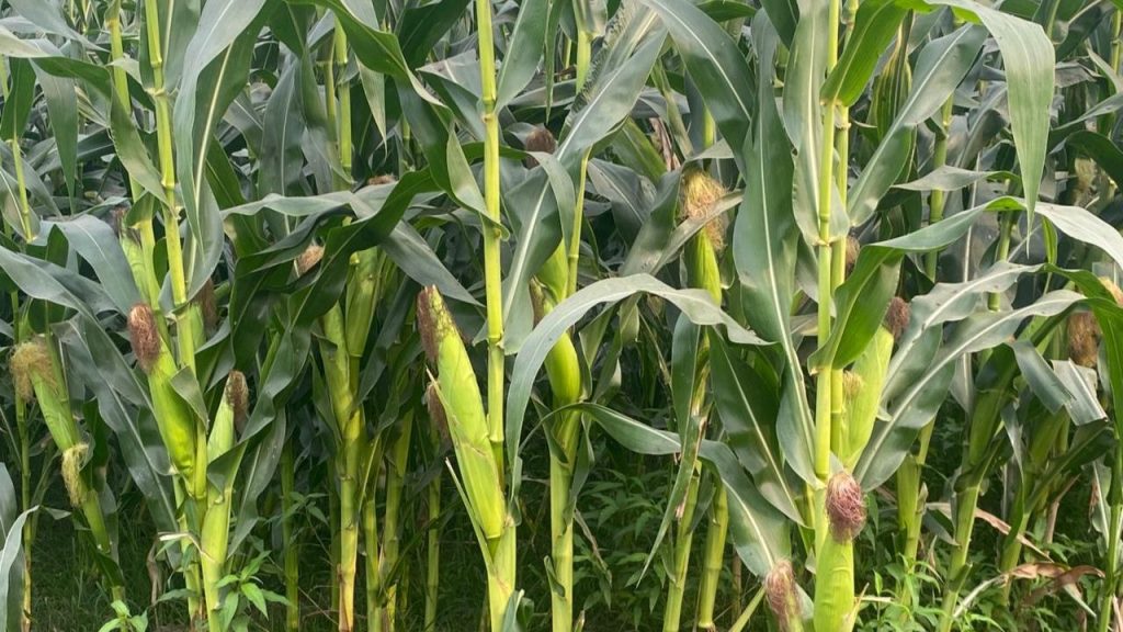Higher profits drive maize cultivation in Kishoreganj maize cultivation in Kishoreganj