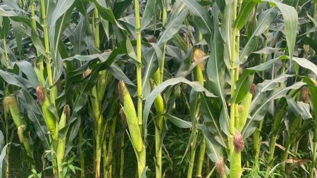 maize cultivation in Kishoreganj