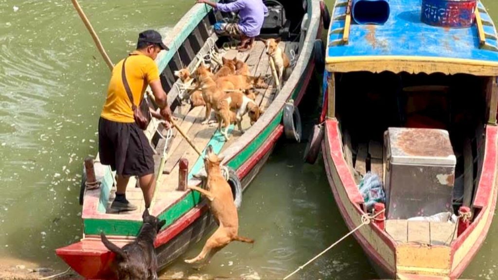 Rangamati dogs allegedly smuggled to India for meat