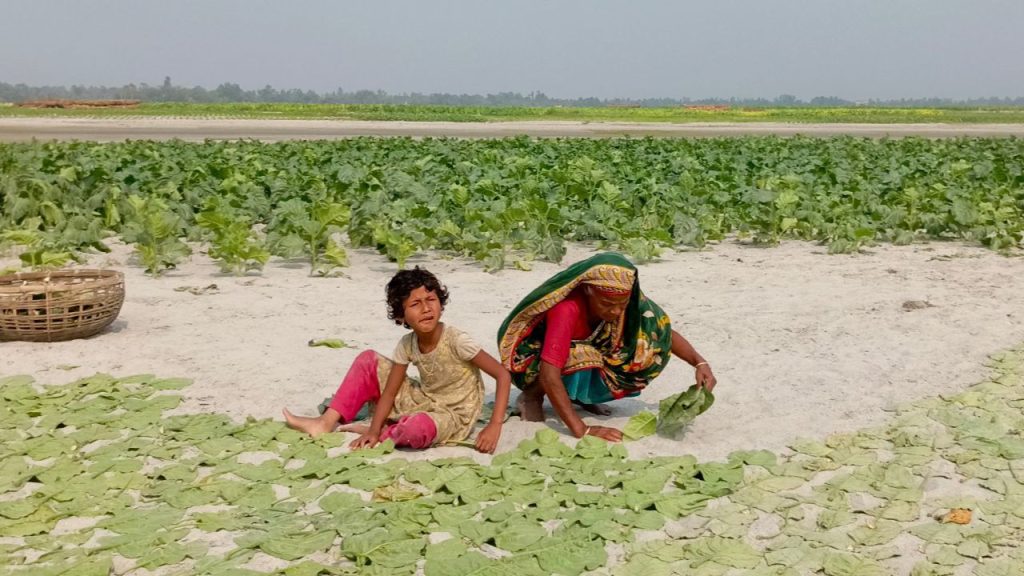 Tobacco boom in Lalmonirhat raises health concerns Tobacco in Lalmonirhat