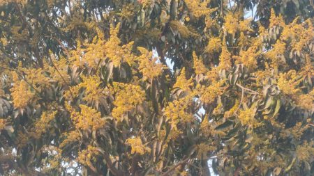 Mango blossom