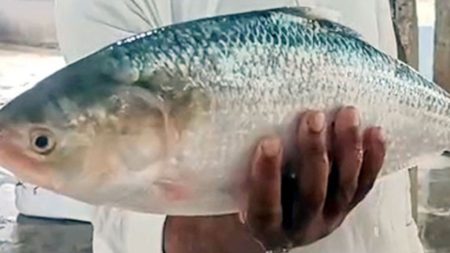 1.7kg hilsa sold for Tk7,500 in Barguna hilsa sold for Tk7500 in Barguna