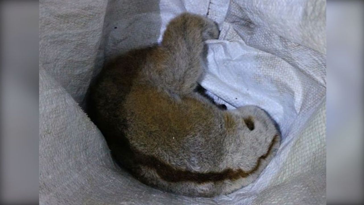 Slow loris released into Lama forest in Bandarban