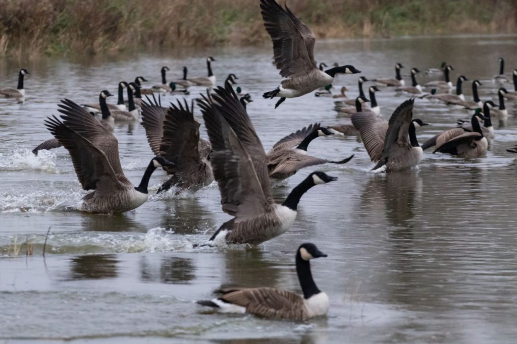 Snow geese form ‘bird tornado’ in dramatic Arctic migration snow geese