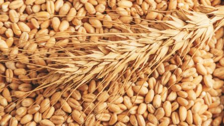 62,150 tonnes of US wheat arrive at Ctg port