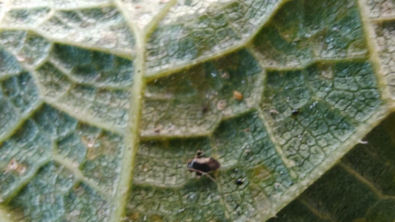 BARI reports harmful ‘jumping plant bug’ in Bangladesh