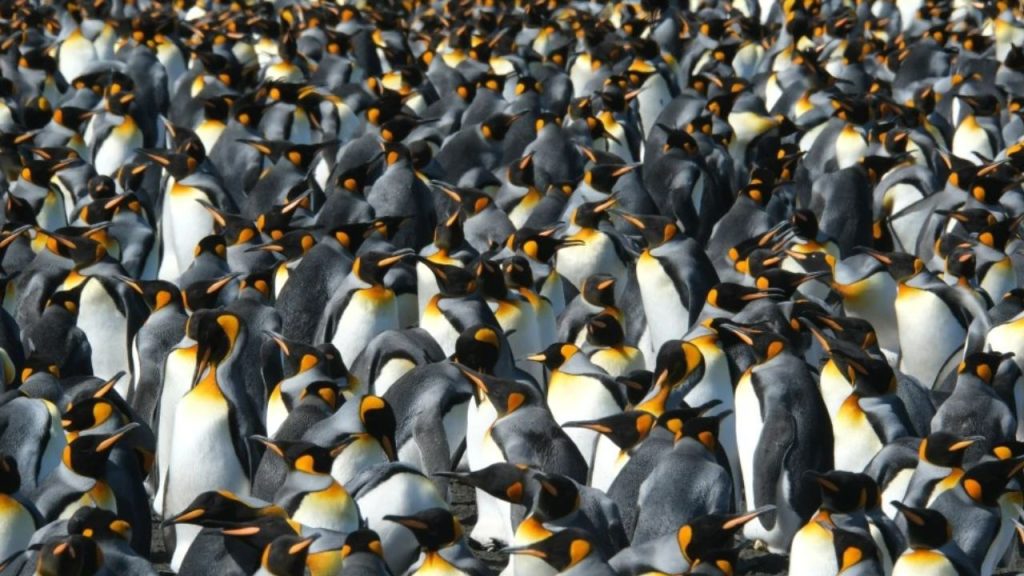 King Penguins