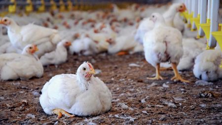 Tax burden, feed cost surge push poultry sector to edge Poultry sector