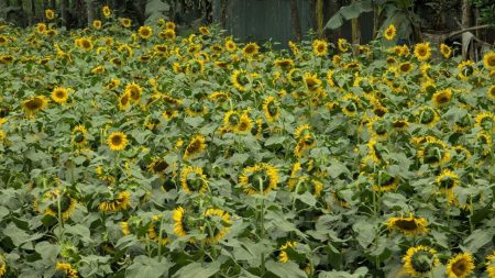 Rajbari sways with sunflower bloom
