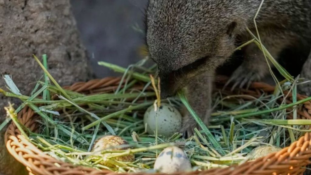 Chile’s zoo food hunt