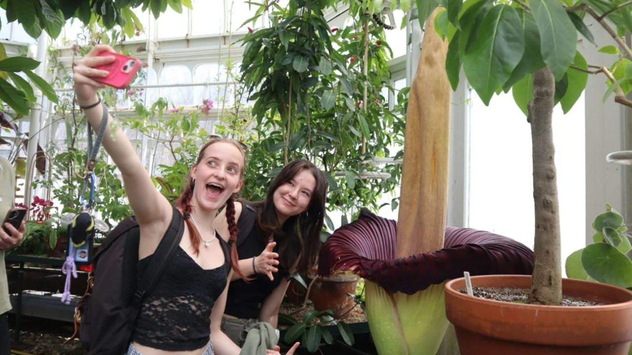 Mount Holyoke’s infamous corpse flower “Pangy” blooms again